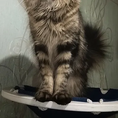 Котенок мейн-кун