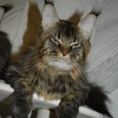 Котенок мейн-кун