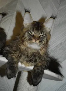 Котенок мейн-кун