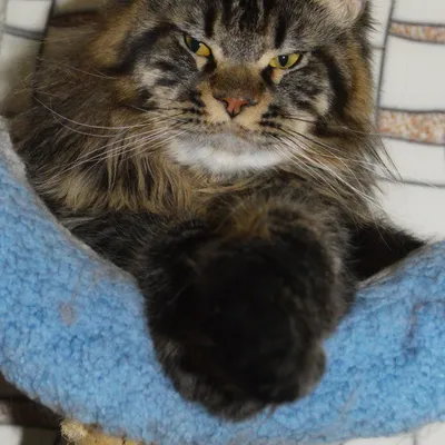 Котенок мейн-кун