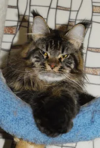 Котенок мейн-кун