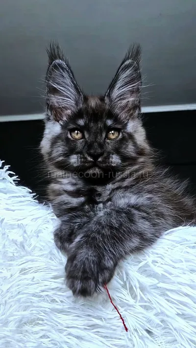 Котенок мейн-кун