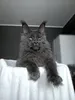 Germes