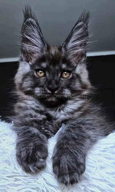 Котенок мейн-кун
