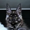 Kasperov - фото 3