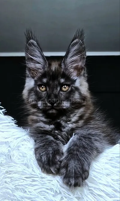 Котенок мейн-кун