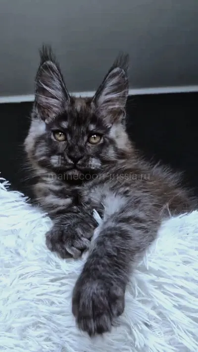 Котенок мейн-кун