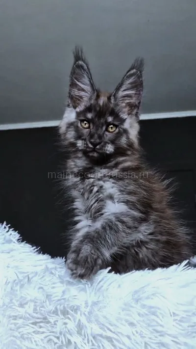Котенок мейн-кун