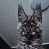 Kasperov - фото 4