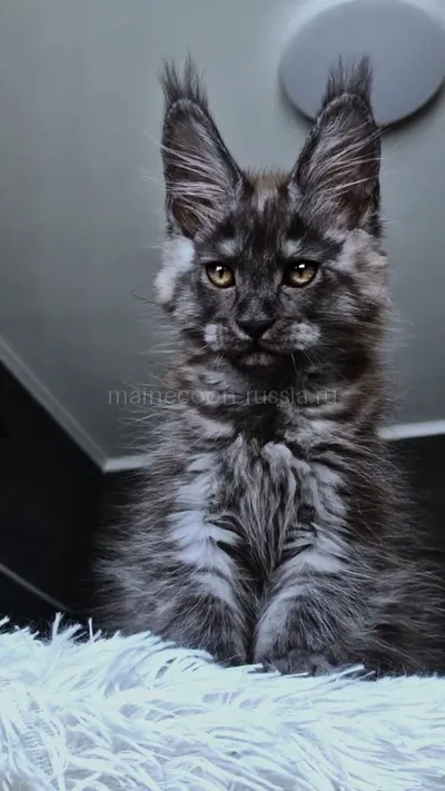 Котенок мейн-кун