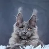 Lunar cat - фото 3