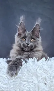 Lunar cat