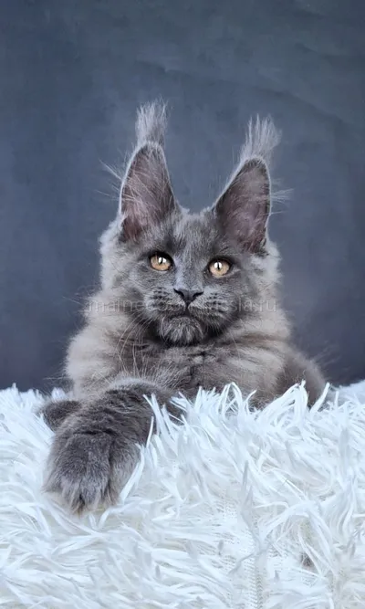 Maine Coon kitten