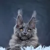 Lunar cat - фото 2