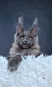 Lunar cat
