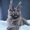 Lunar cat - фото 1