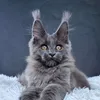 Lunar cat - фото 4