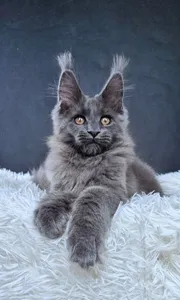 Lunar cat