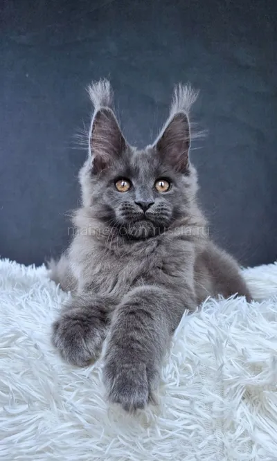 Maine Coon kitten
