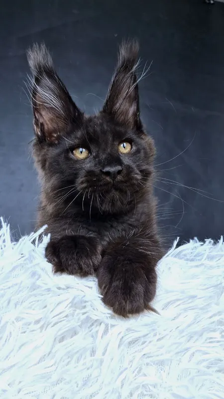 Maine Coon kitten Black MCO n Boy