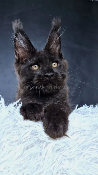 Котенок мейн-кун