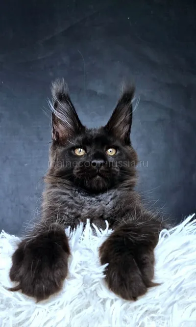 Котенок мейн-кун