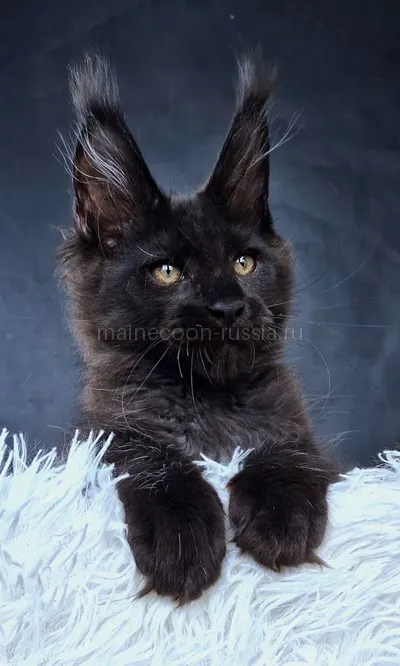 Котенок мейн-кун