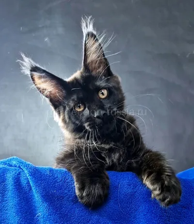 Maine Coon kitten