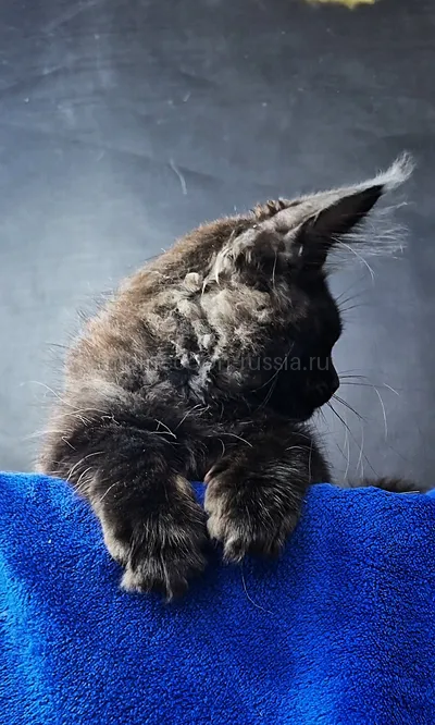 Maine Coon kitten