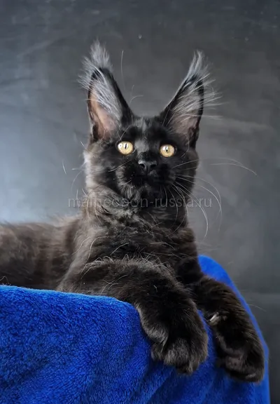 Maine Coon kitten