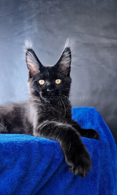 Maine Coon kitten