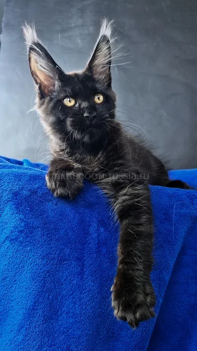 Maine Coon kitten