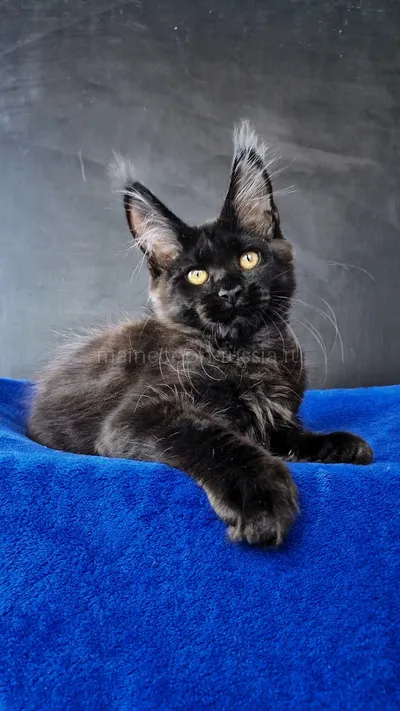 Maine Coon kitten