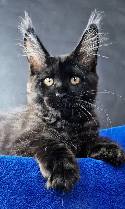 Maine Coon kitten