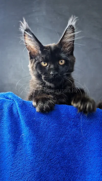 Maine Coon kitten