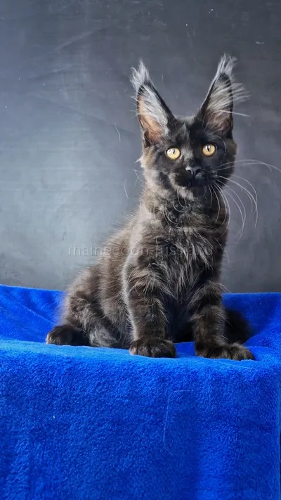 Maine Coon kitten
