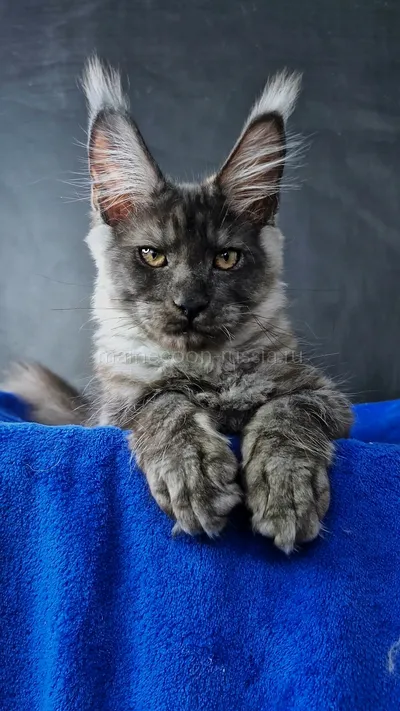 Котенок мейн-кун