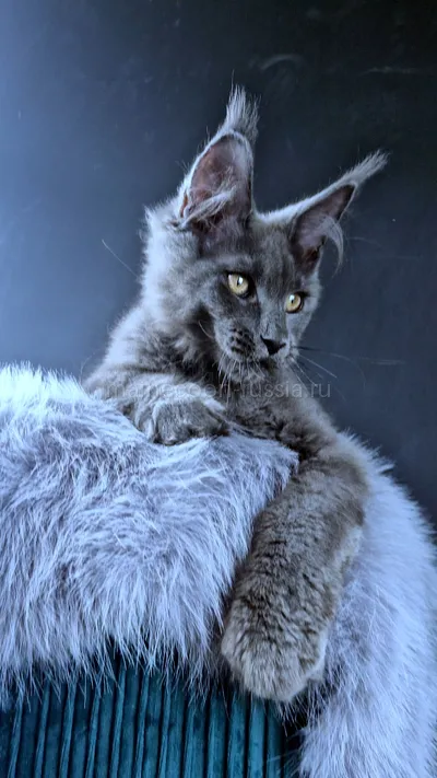 Maine Coon kitten