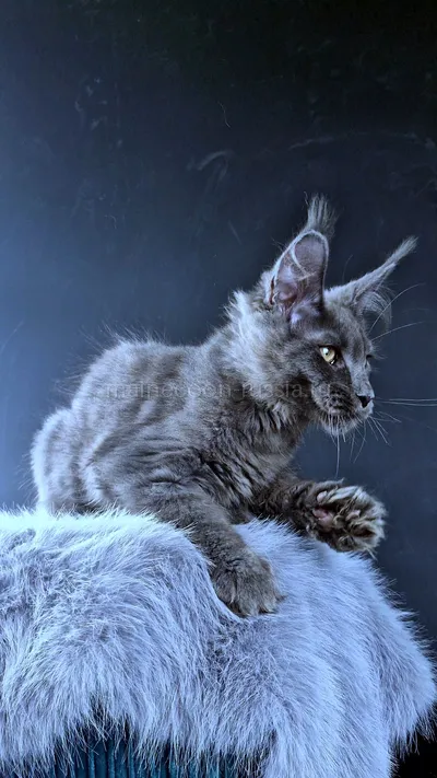 Maine Coon kitten