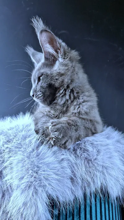 Maine Coon kitten