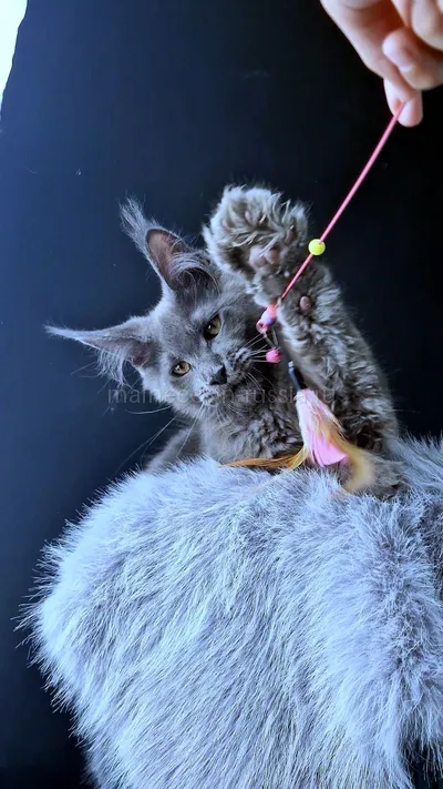 Maine Coon kitten