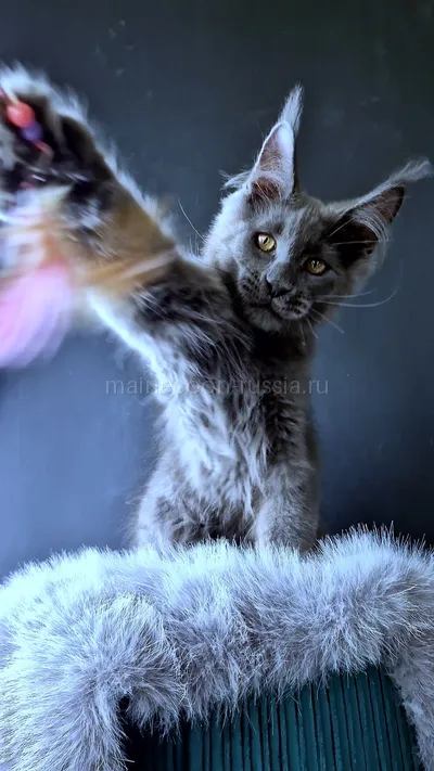 Maine Coon kitten
