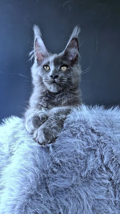 Maine Coon kitten