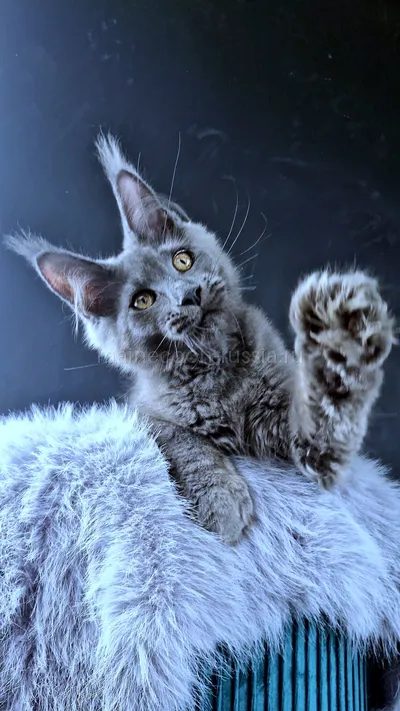 Maine Coon kitten