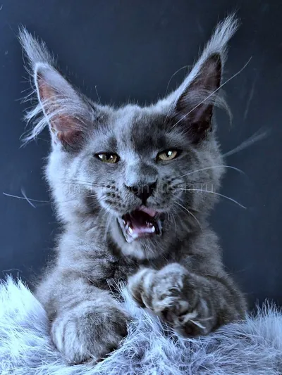 Maine Coon kitten