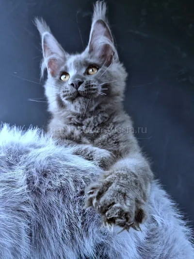 Maine Coon kitten