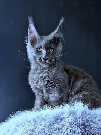 Maine Coon kitten