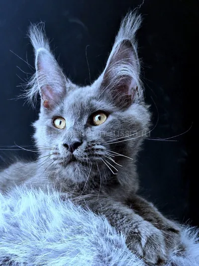 Maine Coon kitten