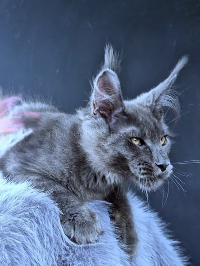 Maine Coon kitten