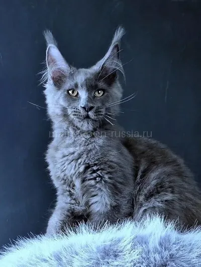 Maine Coon kitten